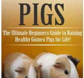 Raising Guinea Pigs: A Beginner's Guide