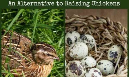 Raising quail for eggs: how to raise quail for fresh eggs