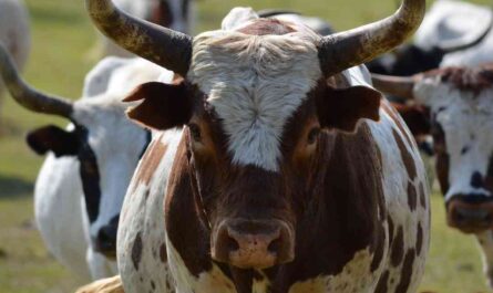Rati Cattle: Characteristics, Origins, Uses, and Complete Breed Information
