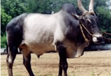 Red Kandhari Cattle: Characteristics, Uses, and Complete Breed Information