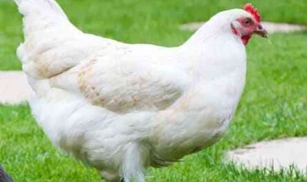 Rhode Island White Chicken: Breed Characteristics and Information