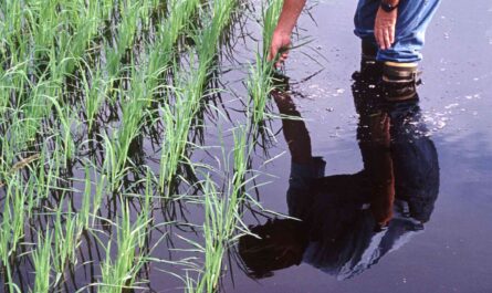 Rice farming: Rice farming for beginners