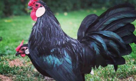 Rosecomb Chicken: Traits, Temperament, and Breed Information