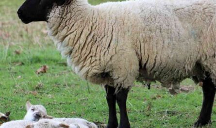 Roughly Slaughtered Sheep: Characteristics, Uses, and Breed Information