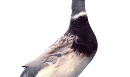 Saxon Duck: Characteristics, Origins, Uses, and Complete Breed Information
