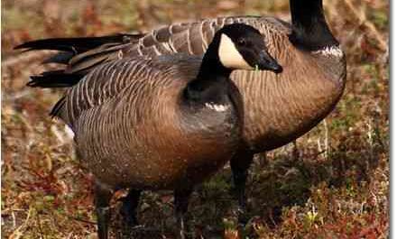 Scania Goose: Characteristics, Origins and Breed Information