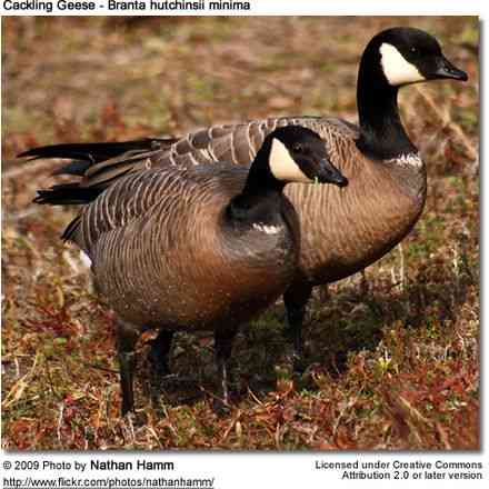 Scania Goose: Characteristics, Origins and Breed Information