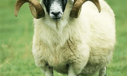 Scottish Blackface Sheep: Characteristics, Uses, and Breed Information