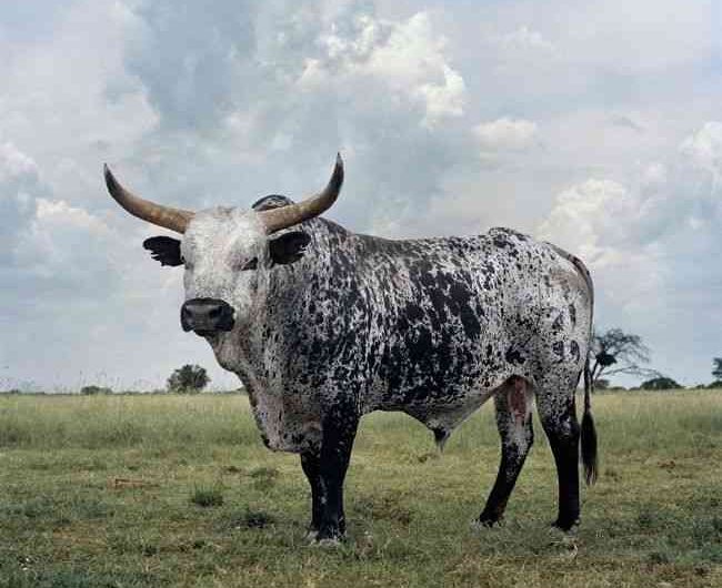 Senegalese Cattle: Characteristics, Uses, and Complete Breed Information