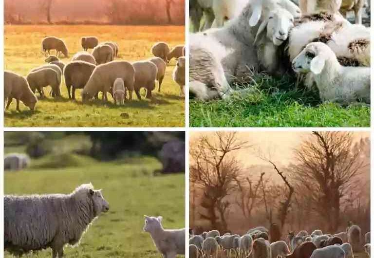 Sheep Farming in India: An Easy and Profitable Business for Beginners