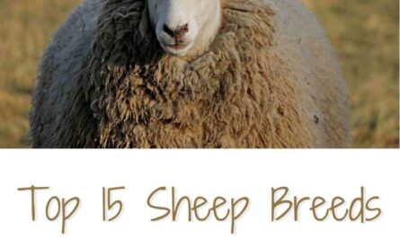 Sheep of Chios: characteristics, origin, use and information about the breed