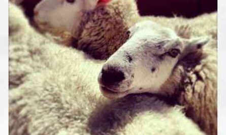 Sheep Shearing: How to Shear Sheep (Beginner's Guide)