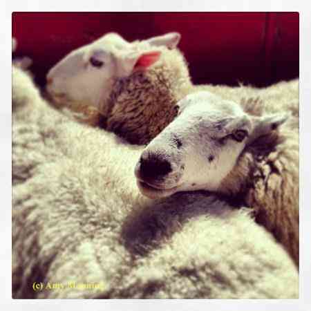 Sheep Shearing: How to Shear Sheep (Beginner’s Guide)