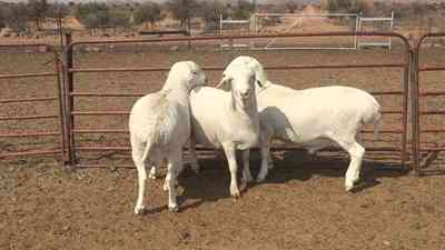 Sheep Van Rooy: Characteristics, Uses, and Breed Information