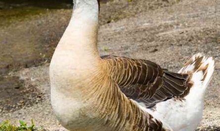 Shetland Geese: Characteristics, Origins, and Breed Information