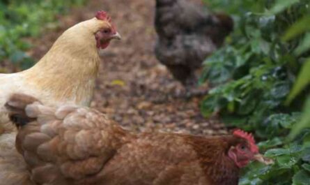 Should You Keep Chickens: The Pros And Cons Of Raising Chickens
