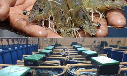 Shrimp Farming: A Beginner's Guide to Business Operations