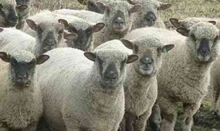 Shropshire Sheep: Characteristics, Origins, Uses, and Breed Information