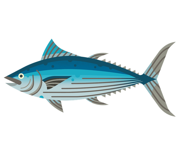 Skipjack tuna: characteristics, diet, breeding and use