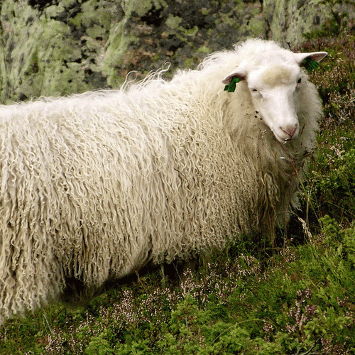 Spulsau Sheep: Characteristics, Origins, Uses, and Breed Information