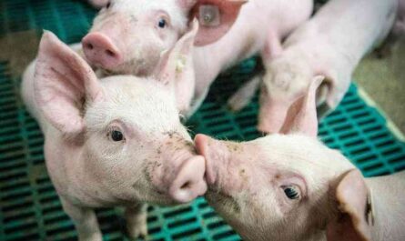 Starting a Commercial Pig Farm - Sample Business Plan Template