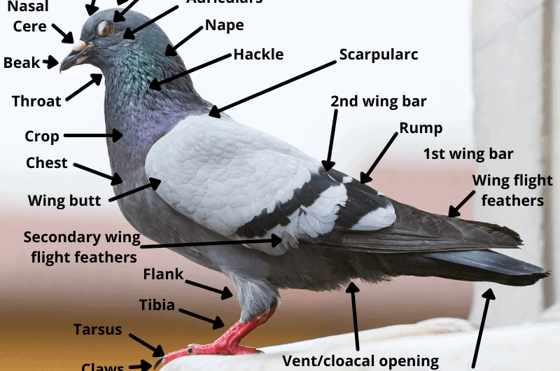 Strasser Pigeon: Characteristics, Origins, Uses, and Breed Information