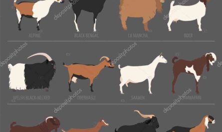 Verata Goat: Characteristics, Uses, and Complete Breed Information