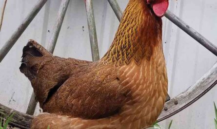 Welsammer Chicken: Characteristics, Temperament and Breed Information