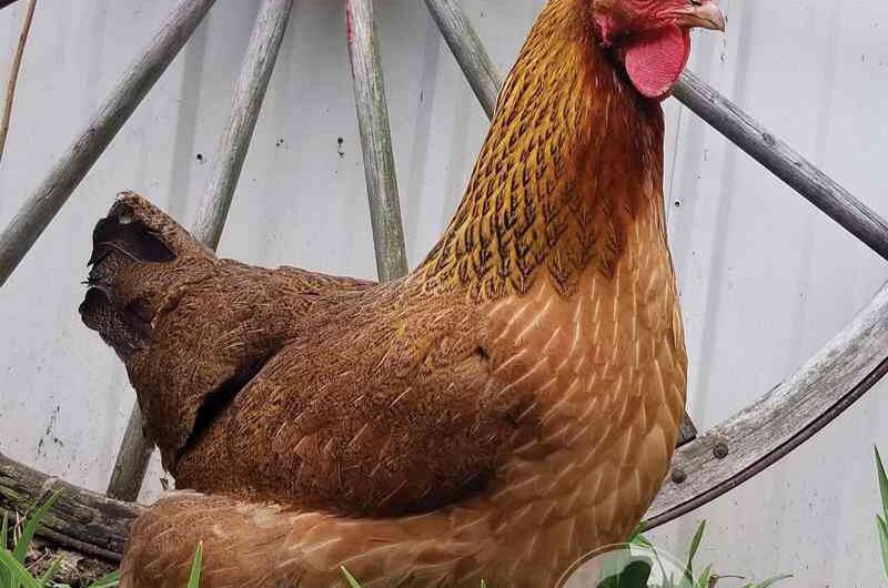 Welsammer Chicken: Characteristics, Temperament and Breed Information