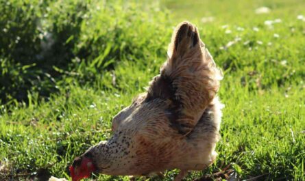 What do wild chickens eat: information on the eating habits of wild chickens