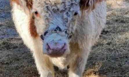 White Cattle Park: Traits, Uses, and Complete Breed Information