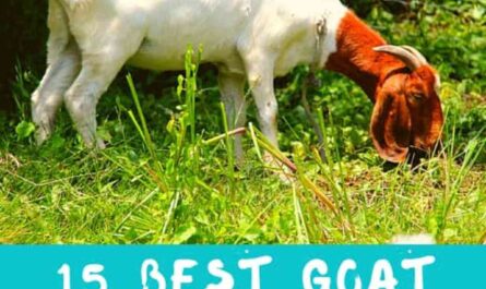 White Shorthair Goat: Characteristics, Uses, and Complete Breed Information