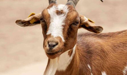 Why Friendly Goats Turn Into Angry Goats: Why Goat Behavior Changes