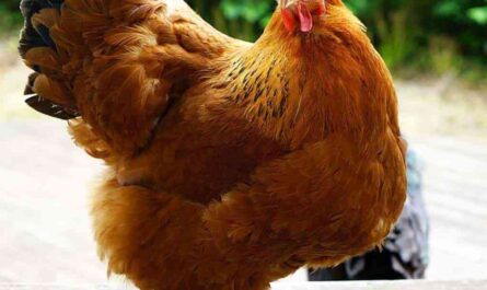 Wudang Chicken: Characteristics, Temperament and Breed Information