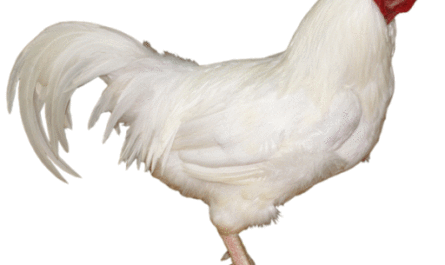 Xworth Chicken: Traits, Temperament, and Breed Information