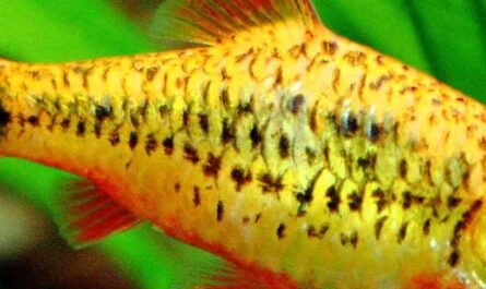 Yellow-banded fish: characteristics, feeding, breeding and use