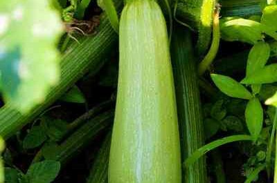 Zucchini cultivation: organic cultivation of zucchini in the vegetable garden