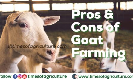 Advantages of goat farming: advantages/benefits of goat farming