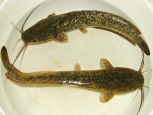 African catfish: characteristics, feeding, breeding and complete information