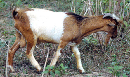African Dwarf Goat: Characteristics and Some Important Facts