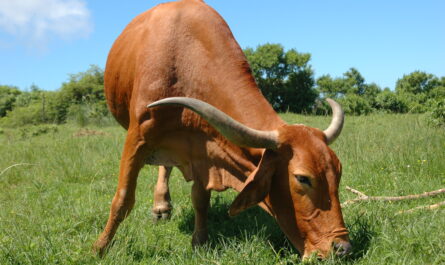 Afrikaner Cattle: Characteristics, Uses, and Breed Information