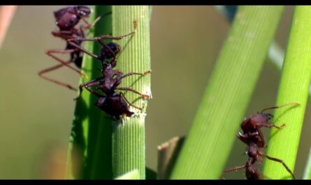 Ant Production Line - Animal Wonder Episode 4 Preview - BBC One
