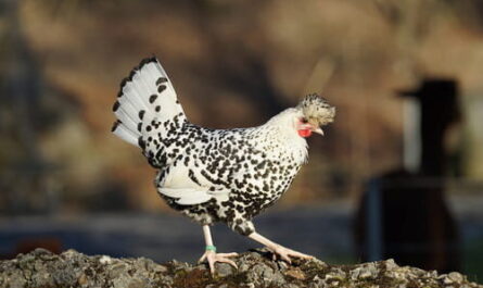 Appenzeller Spitzhauben Chicken: Characteristics, Temperament and Breed Information