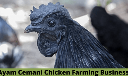 Ayam Cemani Chicken Farm: Startup Business Plan for Beginners