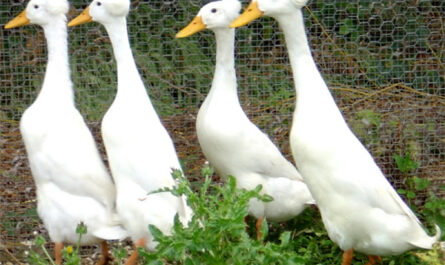 Bali Duck: Characteristics, Origins, Uses, and Complete Breed Information