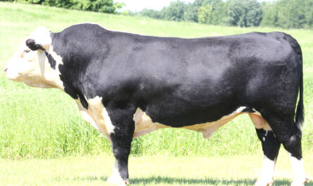 Black Hereford cattle: characteristics and information about the breed