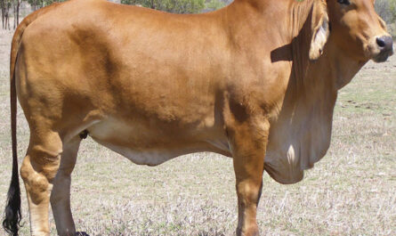 Brahmin cattle: characteristics, use, color and origin