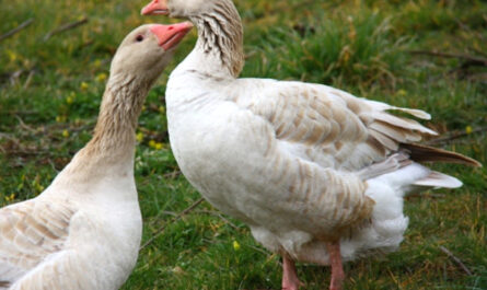 Brecon Buff Goose: Characteristics, Origins, and Breed Information