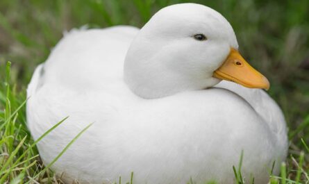 Call Duck: Characteristics, Origins, Uses, and Full Breed Information