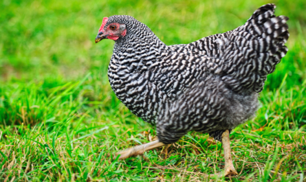 Campina chicken: characteristics, temperament and breed information